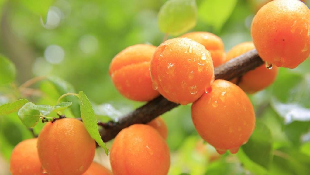 Tarte aux abricots et amandes : une alliance irrésistible
