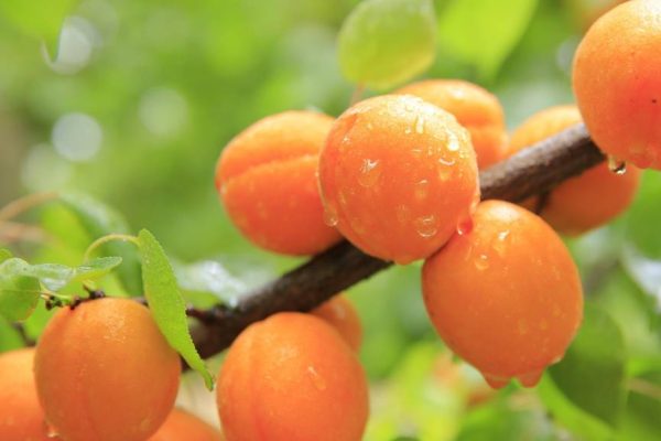 Tarte aux abricots et amandes : une alliance irrésistible Tarte aux abricots et amandes : une alliance irrésistible
